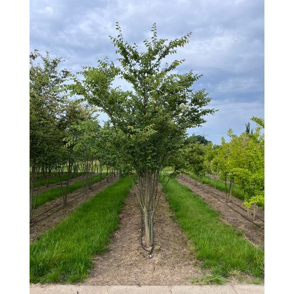 Japansk zelkova - Zelkova serrata 350-400 MS